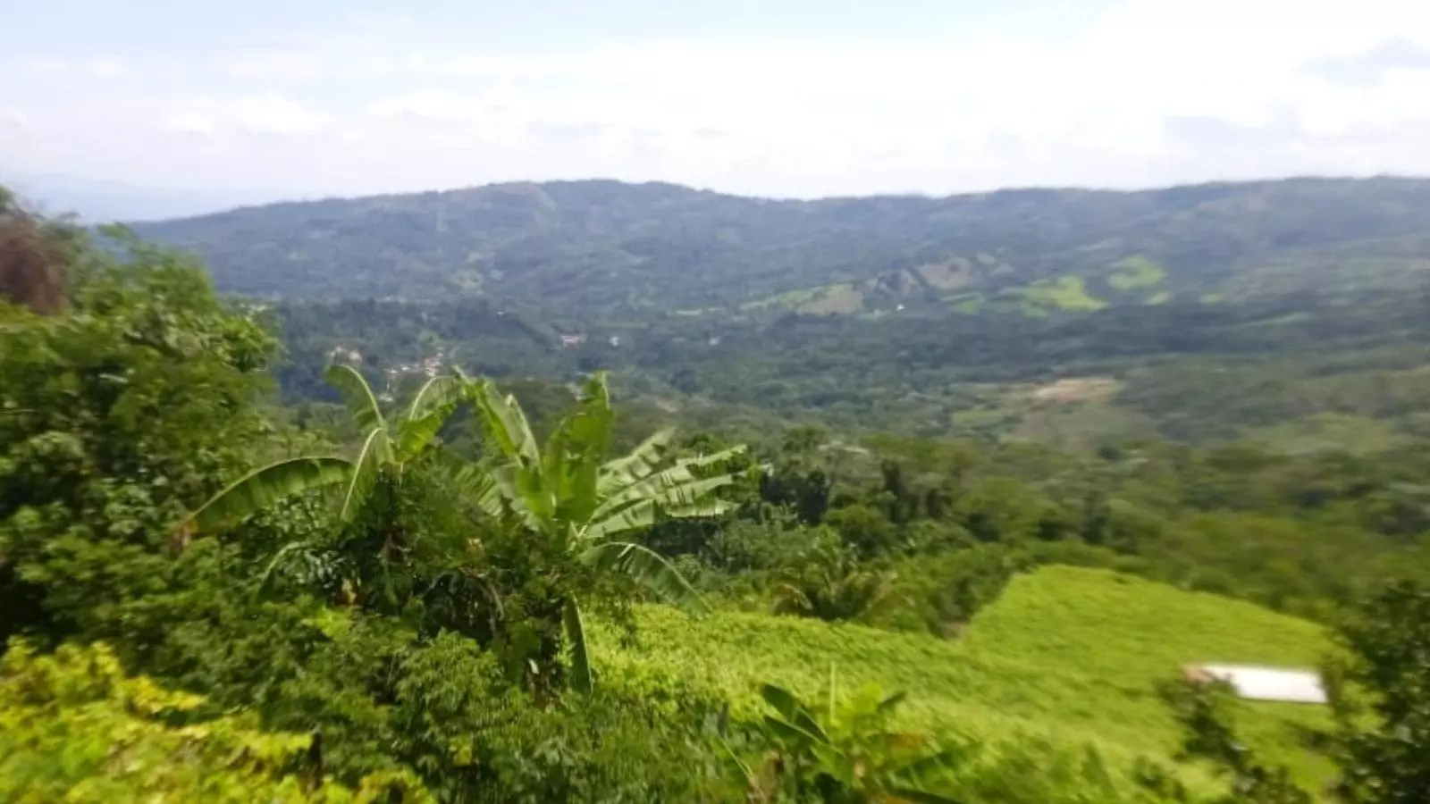 Propiedad agrícola con uva en producción en San Antonio de Cumbaza