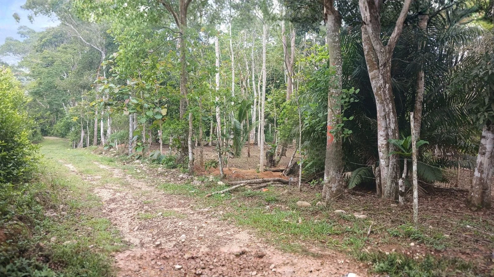 Terreno de 4 hectáreas cerca a la pista con acceso al río Cumbaza en San Pedro de Cumbaza